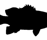 Exciting Mediterranean Cuisine comes to Rancho Mirage