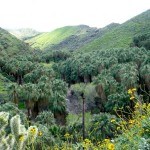 Hiking in Palm Springs