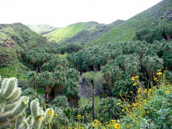 Palm Springs Valley—A Haven for Hikers