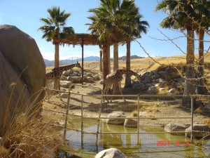 The Living Desert in Palm Desert