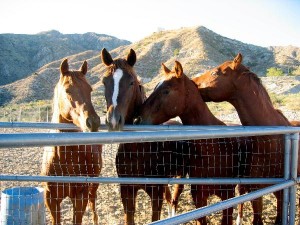 Horseback riding in Palm Springs