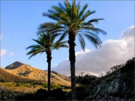 3 Reasons We Love Living in Palm Desert