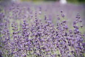 Lavender Festival