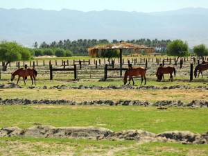 Growth of equestrian properties in Indio