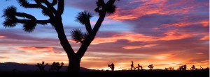 Joshua Tree