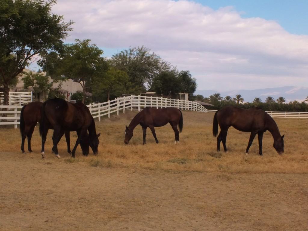 Horse Updates for Coachella Valley; Polo, HITS & Real Estate