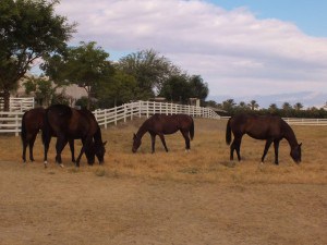 Horses are a large part of the Thermal Real Estate Market
