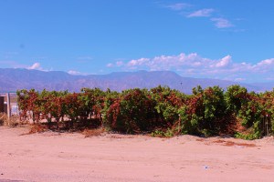 Vineyards in the Coachella Valley