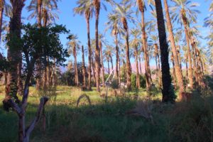 Date farms are numerous in our Coachella valley