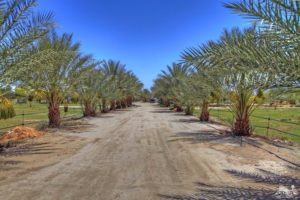 Thermal Dates line the roads of this horse farm