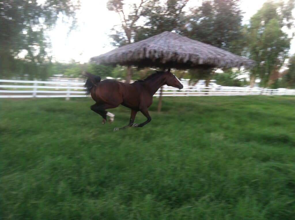 Farms for Sale Coachella Valley Real Estate Homes for sale in